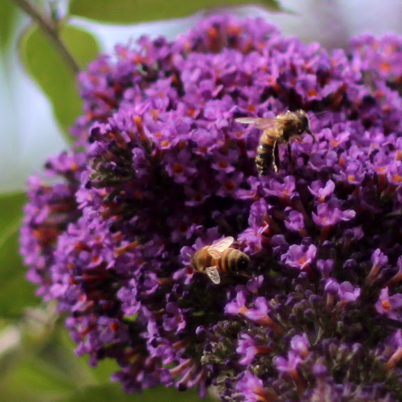bees on buddleia flowers