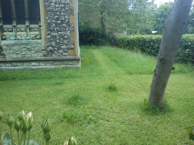Bee friendly lawn at St Martin's church, Gospel Oak