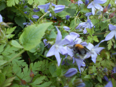 Bee at St Martin's church, Gospel Oak